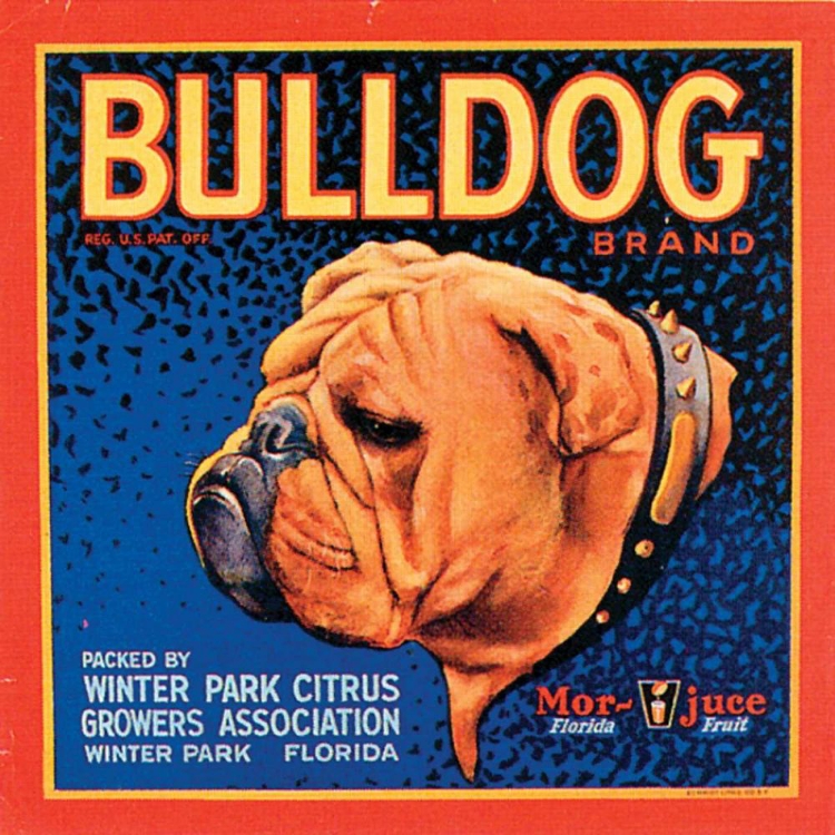 Picture of BULL DOG