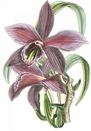 Picture of LILAC ORCHID I