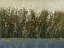 Picture of BY THE TALL GRASS I