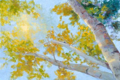 Picture of ASPEN CANOPY