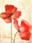 Picture of VIVID RED POPPIES IV