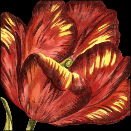 Picture of MINI TRANSITIONAL TULIP I