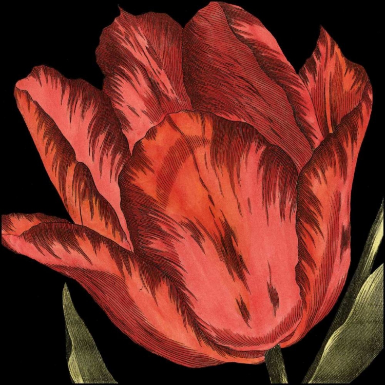 Picture of MINI TRANSITIONAL TULIP II