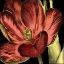 Picture of MINI TRANSITIONAL TULIP III