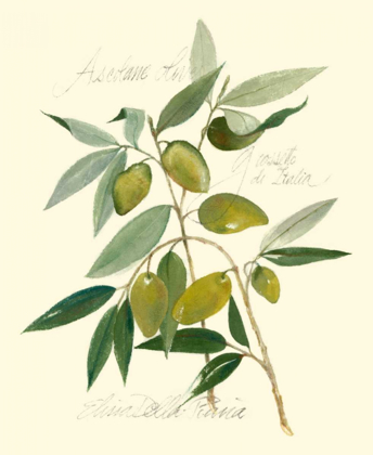 Picture of ASCOLANE OLIVES