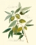 Picture of ASCOLANE OLIVES