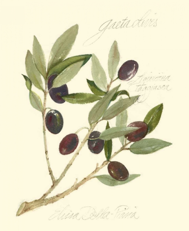 Picture of GAETA OLIVES