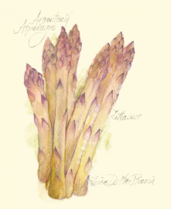 Picture of ARGENTEUIL ASPARAGUS