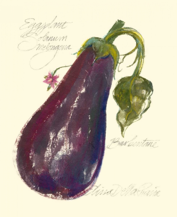 Picture of EGGPLANT SOLANUM MELONGENA