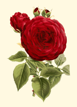 Picture of MAGNIFICENT ROSE I