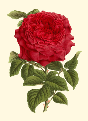 Picture of MAGNIFICENT ROSE II