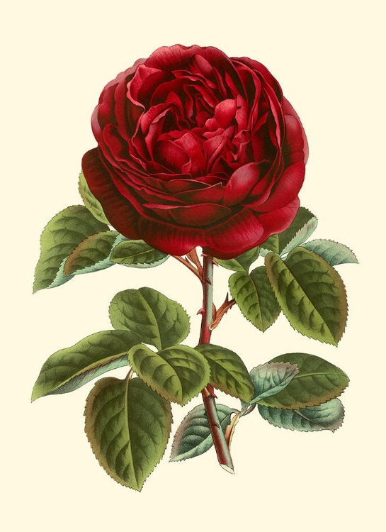 Picture of MAGNIFICENT ROSE III
