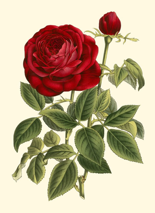 Picture of MAGNIFICENT ROSE IV