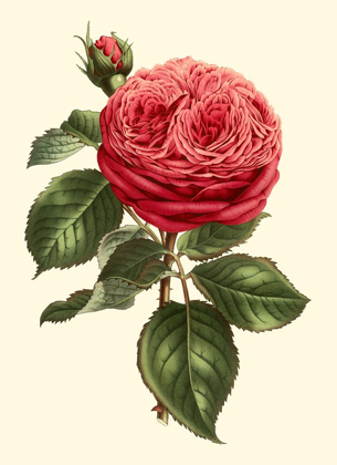 Picture of MAGNIFICENT ROSE V