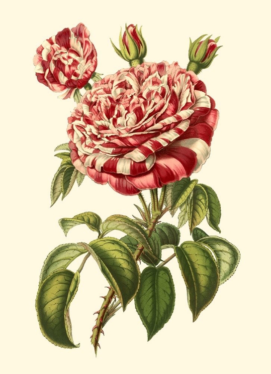 Picture of MAGNIFICENT ROSE VI