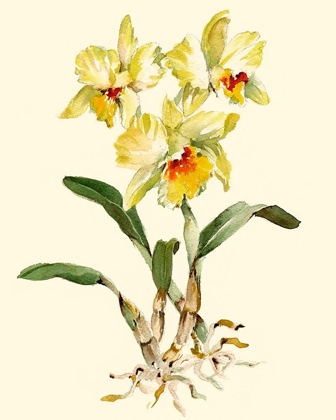 Picture of YELLOW CATTLEYA ORCHID