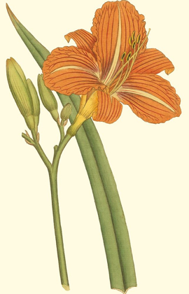 Picture of LILY VARIETIES I