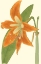 Picture of LILY VARIETIES II