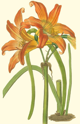 Picture of LILY VARIETIES IV