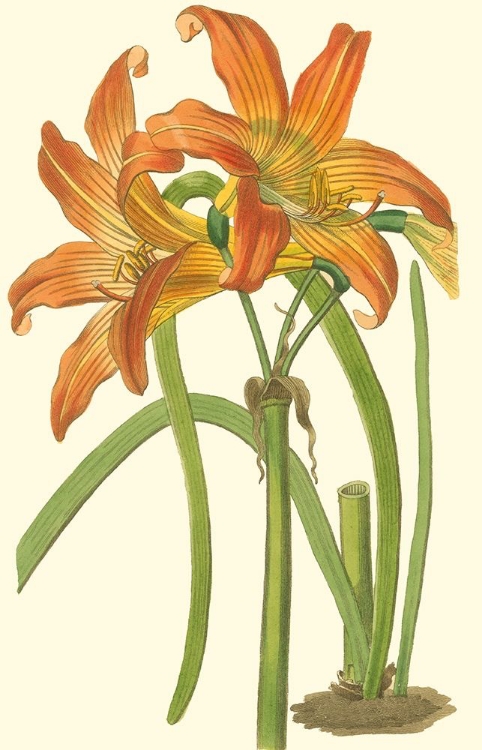 Picture of LILY VARIETIES IV