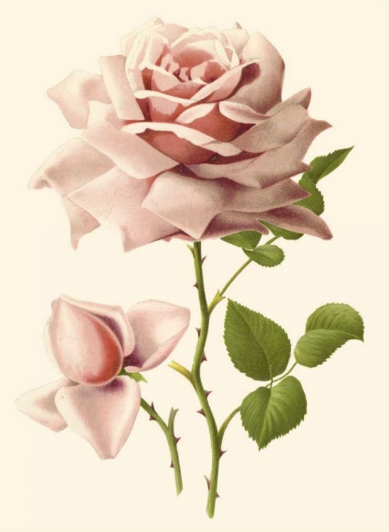 Picture of VICTORIAN ROSE I