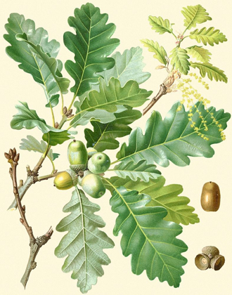 Picture of ACORNS AND FOLIAGE I