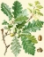 Picture of ACORNS AND FOLIAGE I