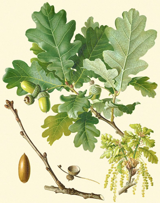 Picture of ACORNS AND FOLIAGE II