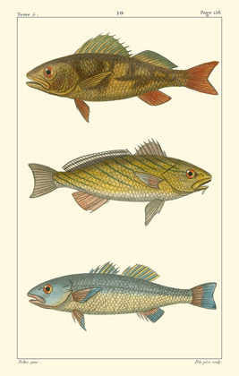Picture of FRESHWATER FISH I