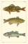 Picture of FRESHWATER FISH I