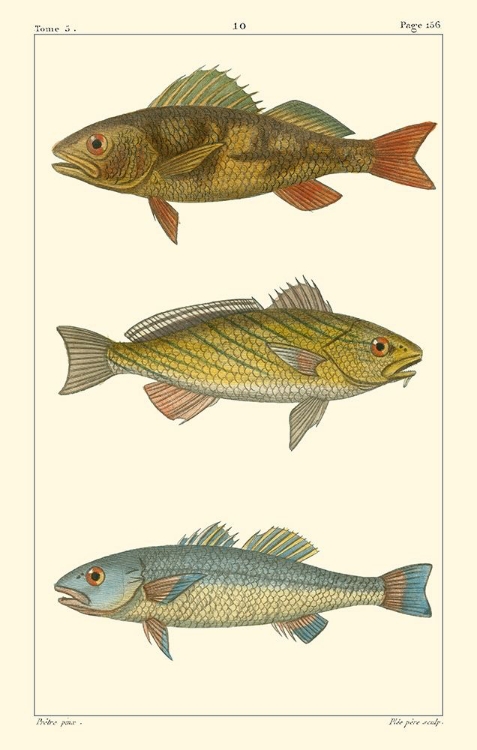 Picture of FRESHWATER FISH I