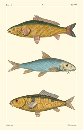 Picture of FRESHWATER FISH II