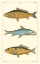 Picture of FRESHWATER FISH II
