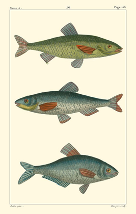 Picture of FRESHWATER FISH III