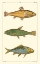 Picture of FRESHWATER FISH IV