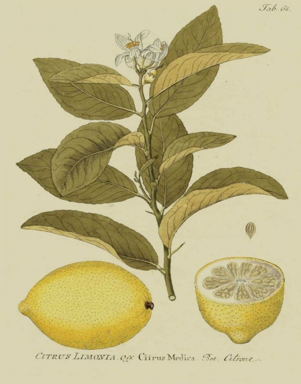 Picture of ANTIQUE LEMON