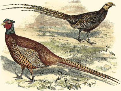 Picture of PHEASANT VARIETIES V