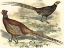 Picture of PHEASANT VARIETIES V