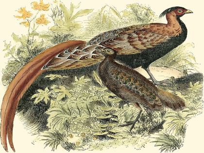 Picture of PHEASANT VARIETIES VIII