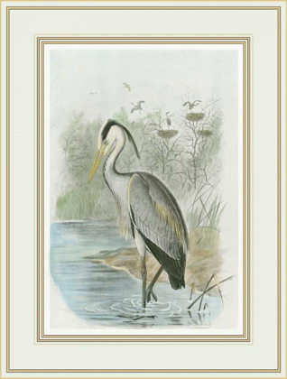 Picture of COMMON HERON