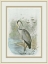 Picture of COMMON HERON