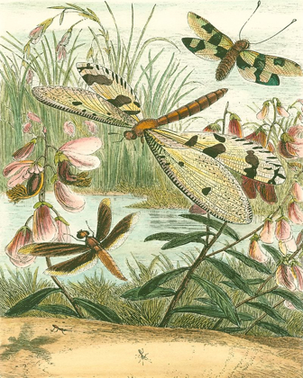Picture of DRAGONFLY GATHERING I