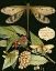 Picture of WHIMSICAL DRAGONFLY ON BLACK I