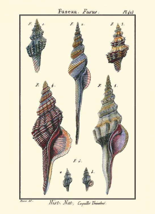 Picture of SEA SHELLS I