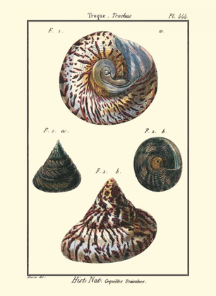 Picture of SEA SHELLS II