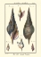 Picture of SEA SHELLS III
