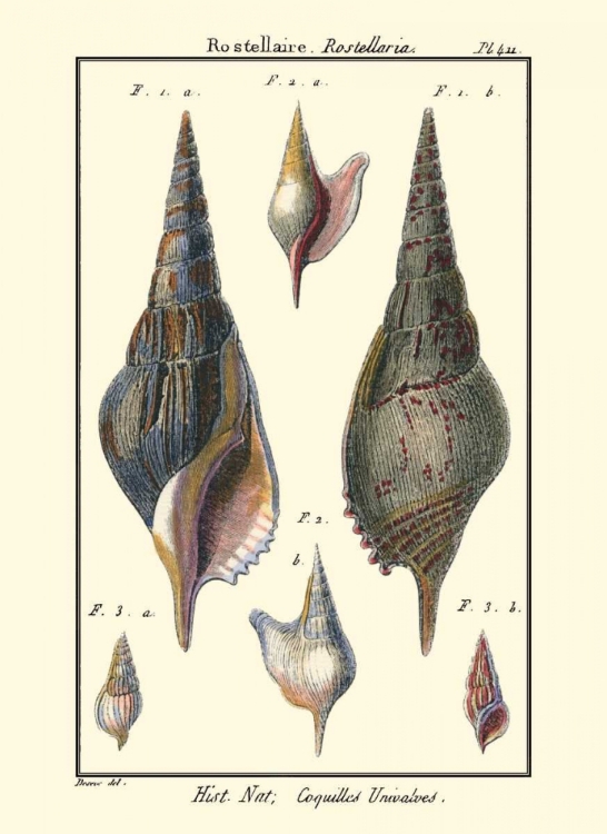 Picture of SEA SHELLS III