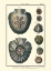 Picture of SEA SHELLS V