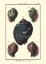 Picture of SEA SHELLS VII