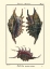 Picture of SEA SHELLS VIII